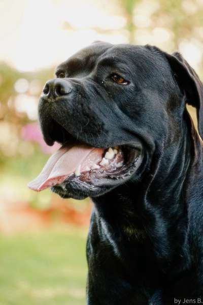 Zeigt mal die schönsten Bilder von euren Hunden !-Beitrag-Bild