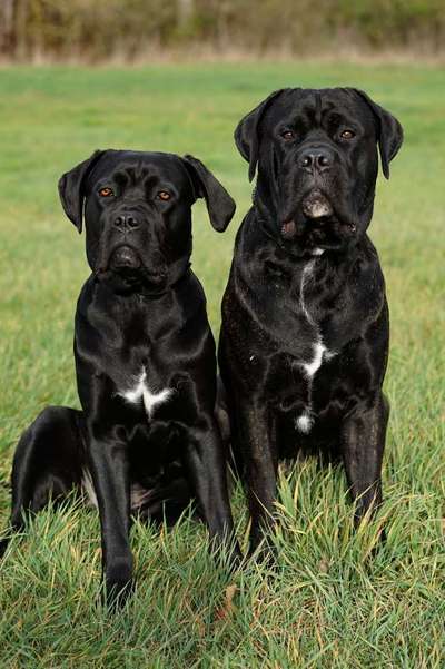 Wo sind die ganzen Molosser? Zeigt doch mal Eure Molosser-Beitrag-Bild