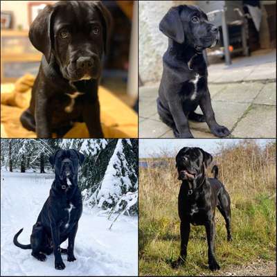 Welpenfotos-Beitrag-Bild