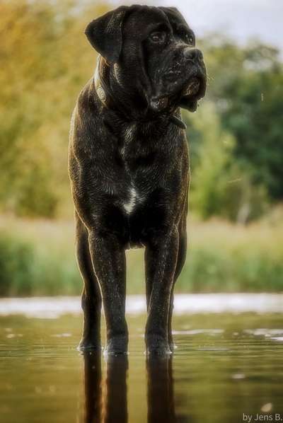 Zeigt mal die schönsten Bilder von euren Hunden !-Beitrag-Bild