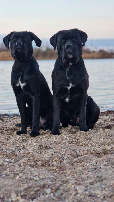 Wo sind die ganzen Molosser? Zeigt doch mal Eure Molosser-Beitrag-Bild