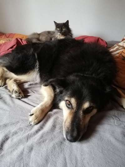 Dogorama Photo Challenge - Hundeblick zum hinschmelzen-Beitrag-Bild