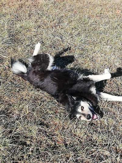 Dogorama Photo Challenge - Einmal lächeln bitte-Beitrag-Bild