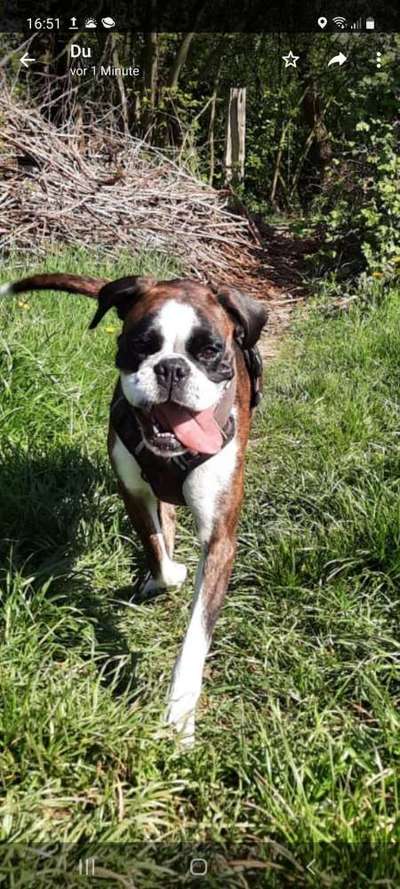 Boxer ???-Beitrag-Bild