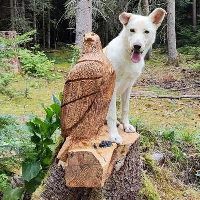 Hundetreffen-Gassi und spiel runden-Bild