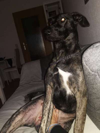 Bardino-Beitrag-Bild