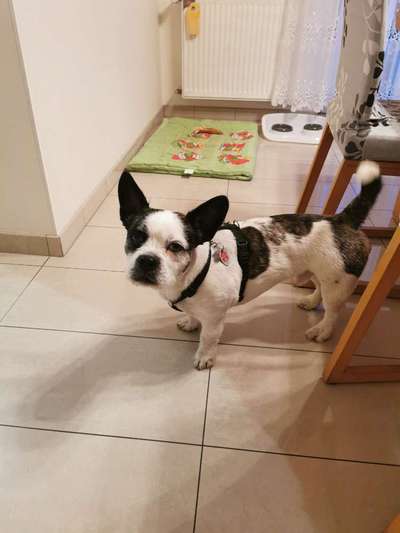 Hundetreffen-Spielen... Gassi....??-Bild