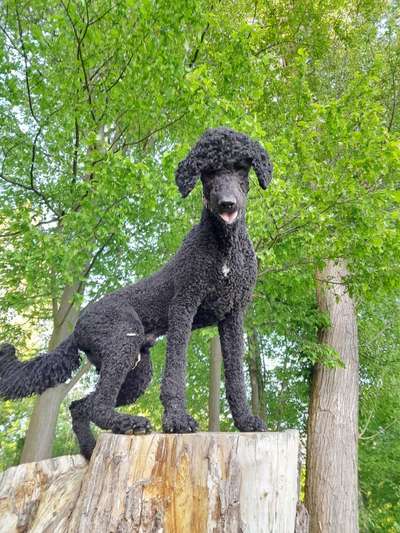 Zeigt her eure Pudel-Beitrag-Bild