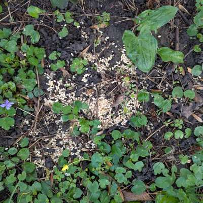 Giftköder-Komische Körner-Bild