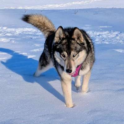 Hundetreffen-Hundetreff Weißenfels/ Naumburg-Bild