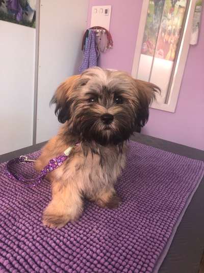 Pekinese/Pekingese-Beitrag-Bild