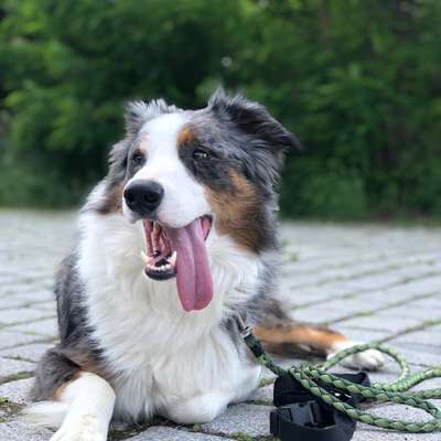 Hundetreffen-Spiel und Gassi Gefährte gesucht, lieber gemeinsam statt einsam 😊-Bild