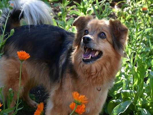 Unsere Fellnasen-Vielfalt im Überblick!-Beitrag-Bild