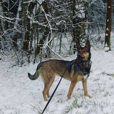 Hundetreffen-Gassirunde nach Absprache, Hof-Bild