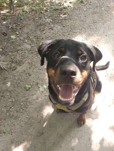 Wo seid ihr gerade mit euren Hunden?-Beitrag-Bild