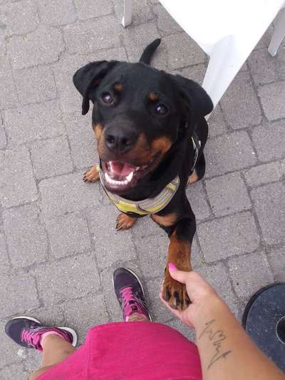 Rottweiler/-Mischlinge-Beitrag-Bild