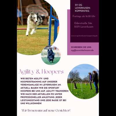 Hundetreffen-Agility Hoopers Training-Bild
