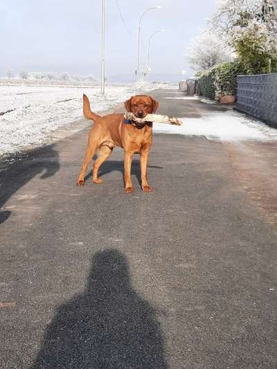 Labradorfans-Beitrag-Bild