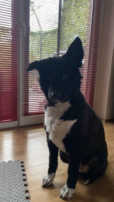 Seltene Rassen!-Beitrag-Bild