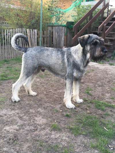 Riesenschnauzer Pfeffersalz-Beitrag-Bild