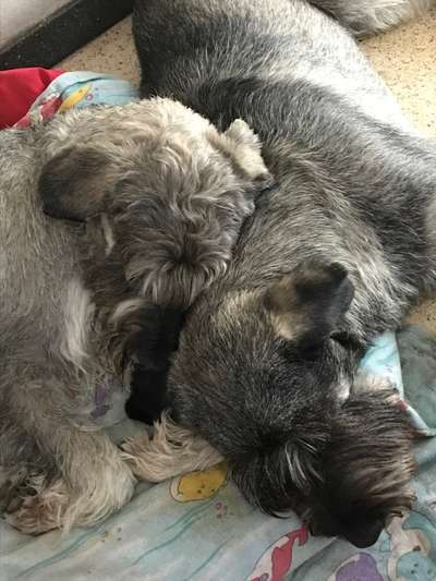 Riesenschnauzer Pfeffersalz-Beitrag-Bild