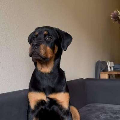 Hundetreffen-Schpielpartner gesucht-Bild