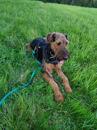 Airedale Terrier-Beitrag-Bild