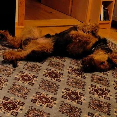 Airedale Terrier-Beitrag-Bild