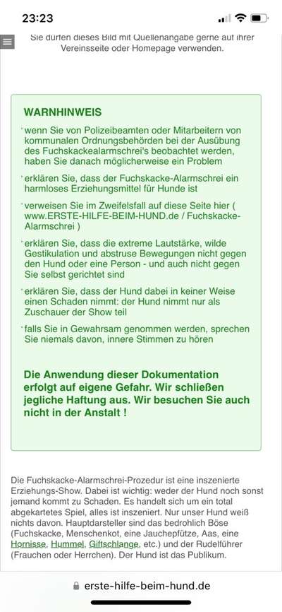 Mein Hund jagt Wespen und frisst sie-Beitrag-Bild