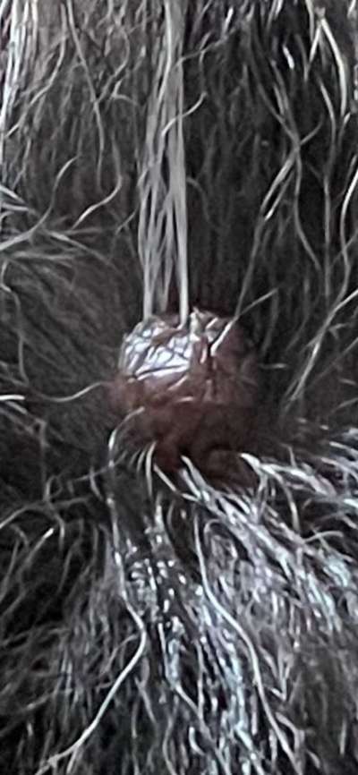 Knubbel entfernen ja oder nein?-Beitrag-Bild