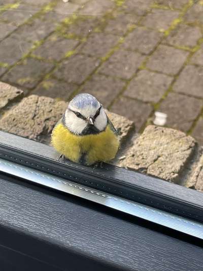 Rasenroboter-Beitrag-Bild