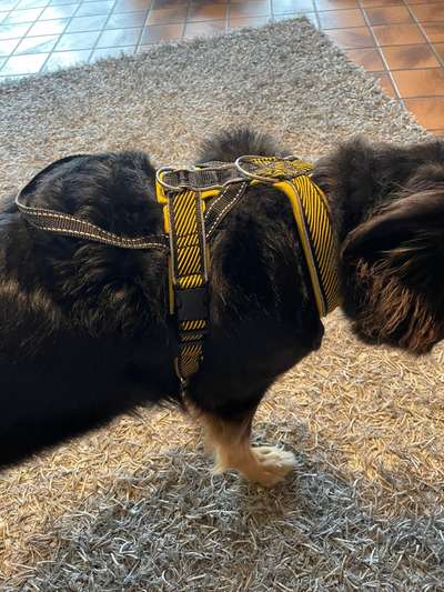 Wie sitzt mein Geschirr?-Beitrag-Bild