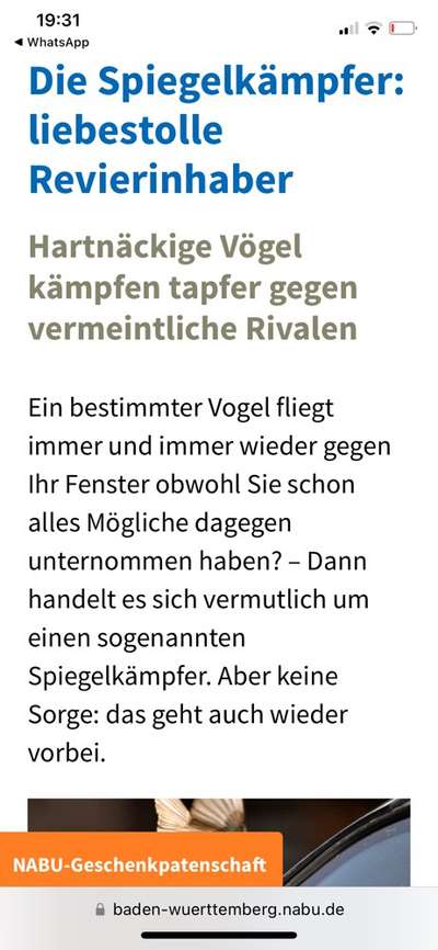 Rasenroboter-Beitrag-Bild