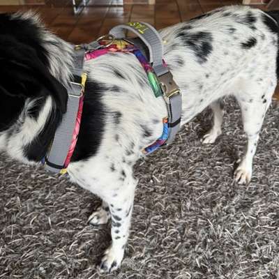 Wie optimal ist das Körpergewicht meines Hundes?-Beitrag-Bild