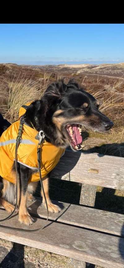 Zeige den lustigsten Blick deines Hundes-Beitrag-Bild