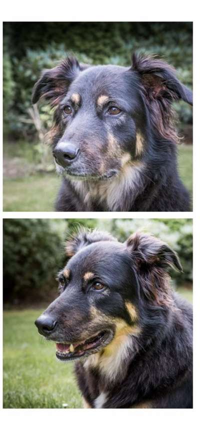 Hunde Porträt (Portrait) Galerie....-Beitrag-Bild