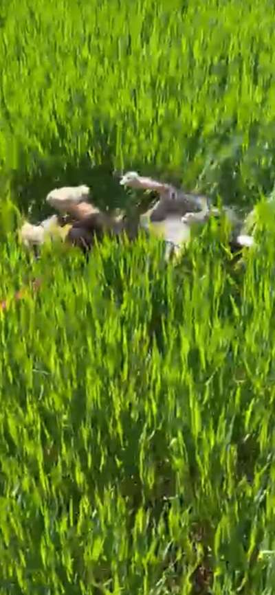 143. Fotochallenge: Ja, wo isser denn?-Beitrag-Bild