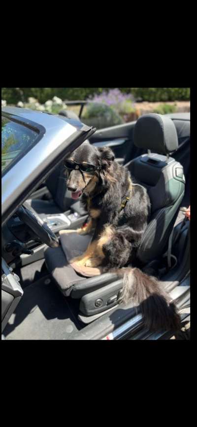 Welches Auto mit welchem Hund-Beitrag-Bild