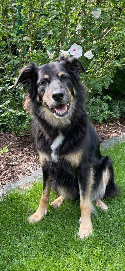 Unsere Fellnasen-Vielfalt im Überblick!-Beitrag-Bild