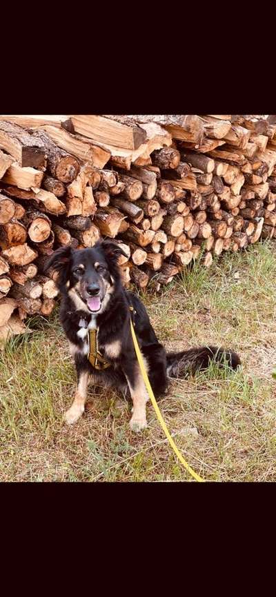 20. Farben Fotochallenge: Gold / Goldgelb / Stohgelb-Beitrag-Bild