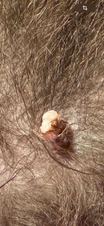 Warzen am Hund ?-Beitrag-Bild