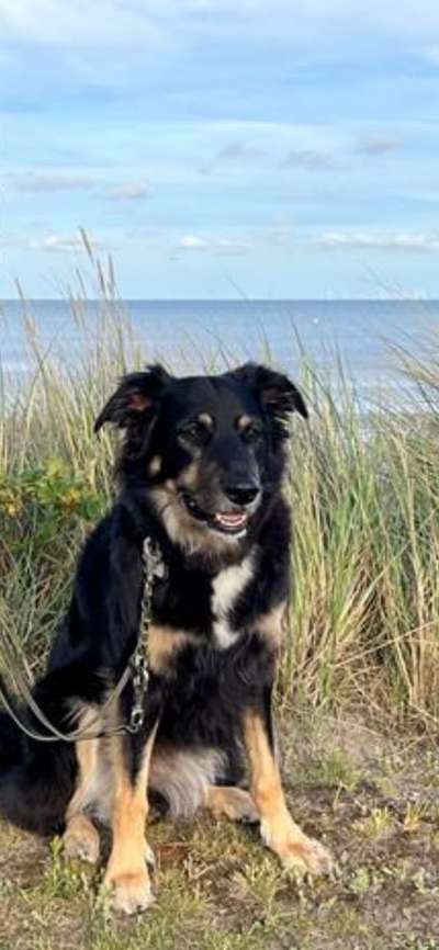 Handy Fotochallenge Nr. 52: Dein Hund mit blauem Himmel-Beitrag-Bild