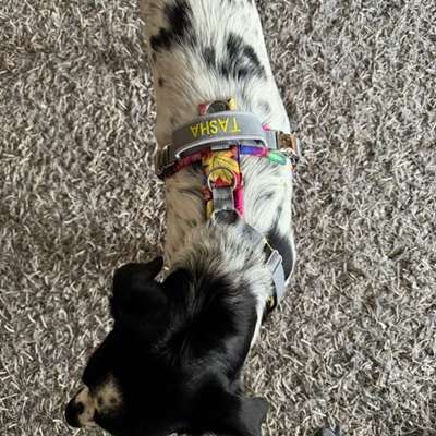 Wie optimal ist das Körpergewicht meines Hundes?-Beitrag-Bild