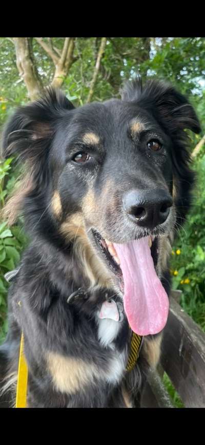 Zeige den lustigsten Blick deines Hundes-Beitrag-Bild