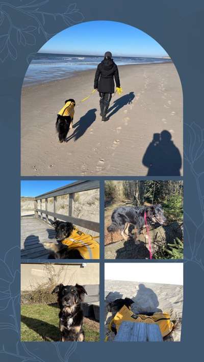 43. Collage Challenge - Schattenspiele-Beitrag-Bild