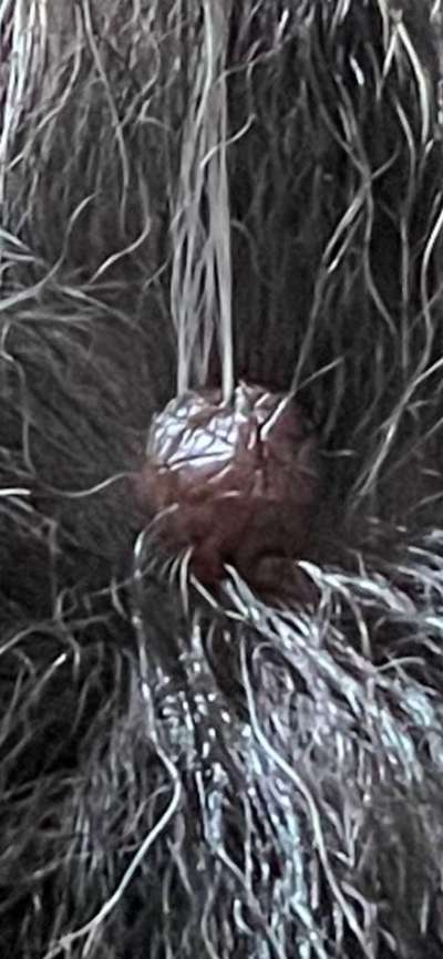 Warzen am Hund ?-Beitrag-Bild