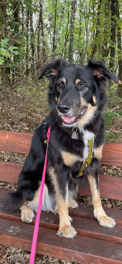 Mischlinge raten - Rätselspaß-Beitrag-Bild