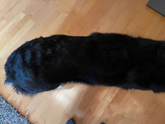 Hund zu dick?-Beitrag-Bild