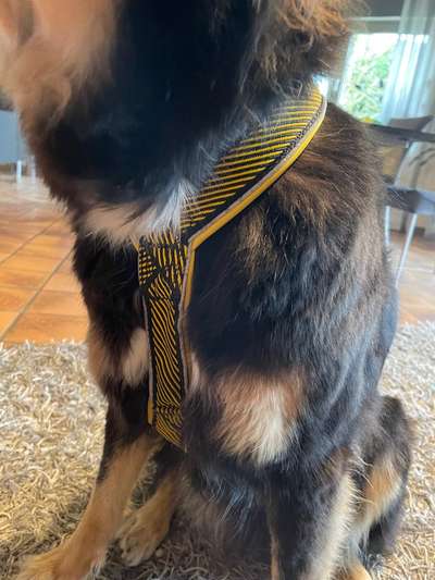 Wie sitzt mein Geschirr?-Beitrag-Bild