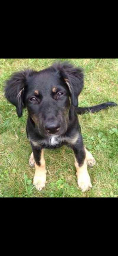 Welpen Bilder !-Beitrag-Bild